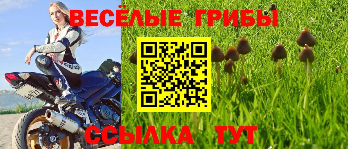 Галлюциногенные грибы GOLDEN TEACHER  Вход с VPN  Электрогорск  Галлюциногенные грибы Magic Shrooms 